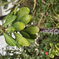 Молочай Миля :: Аркадий Басович