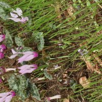 Декабрьские цветы :: Аркадий Басович