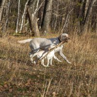 Вместе весело... :: Андрей Пристяжнюк