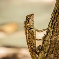 Ящерка :: Максим 