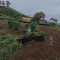 Сельскохозяйственные работы, или Фото о наблюдателях, которые наблюдали, как за ними наблюдают :: Дмитрий Шишкин