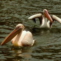 Обиделась :: Юрий. Шмаков