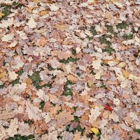 С дуба падали листья дуба... :: Александр Чеботарь