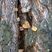 Фрагменты Осени 3/5 :: Barguzin_45 Иваныч