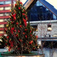 Новогодняя ель в Квартале Ротерманна. :: Aida10 