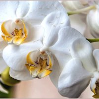 Про цветы... :: Aquarius - Сергей