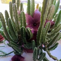 Стапелия 1-го декабря. :: Ирина ***