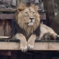 Азиатский лев :: <<< Наташа >>>