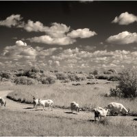 Плывут по небу облака :: Валентин Котляров
