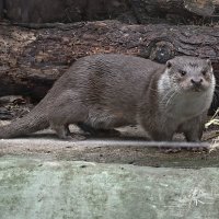 Выдра :: <<< Наташа >>>