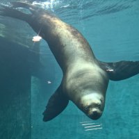 Сивуч :: <<< Наташа >>>