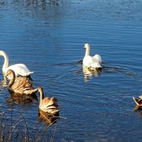 Лебеди в дикой природе. :: Милешкин Владимир Алексеевич 