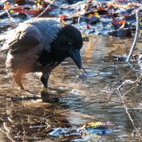 ... :: Владимир Безбородов