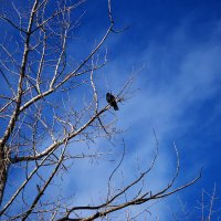 Ворон :: Александр Лычагин
