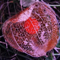 Красота :: Людмила Смородинская