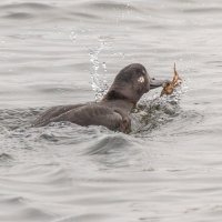 турпан. :: юрий макаров