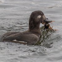 турпан. :: юрий макаров