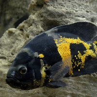 Суровый рыб) - тропическая циклида астронотус :: Татьяна Лютаева