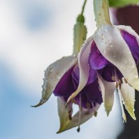 утренняя роса :: Олег Загорулько