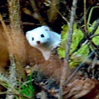 ласка :: gawrilа - dan ласка :: gawrilа - dan