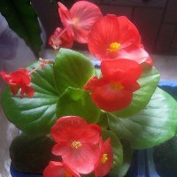 Бегония :: Елена Семигина