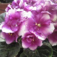 Фиалка весной :: Елена Семигина