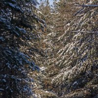 Леес :: Андрей Пристяжнюк