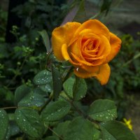 Оранжевая Флорибунда :: Валентин Семчишин