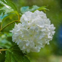 Мелкий дождь и гортензия :: Олег Загорулько