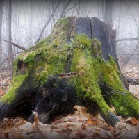 Про лесные артобъекты...:-) :: Андрей Заломленков