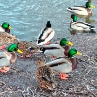 Изумрудные головки :: Надежда 