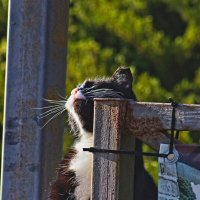 В лучах декабря. :: Giant Tao /