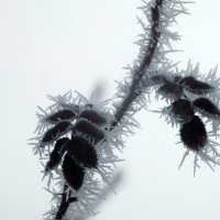 ** :: Зоя Мишина