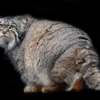 манул :: Михаил Бибичков