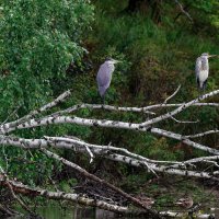 На троих... :: Вячеслав Алтай