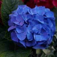 *** :: Алёна Савина