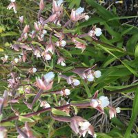 Дикая орхидея :: Ольга Савельева Дикая орхидея :: Ольга Савельева