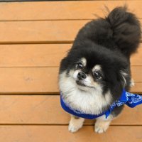 Чим :: Елена Бекетова