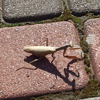 Крымский богомольчик :: Галина 