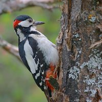 ...добытчик... :: Andrey Bragin 