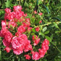 Ветка роз :: Дмитрий Никитин