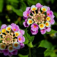 Вербена лантана :: Светлана SvetNika17