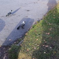 Галочки попрошаечки. :) :: Ирина ***