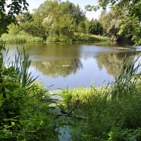 Заросший прудик :: Марина Виноградова