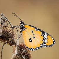 Бабочка Данаида хризипп (лат. Danaus chrysippus). :: Александр Григорьев