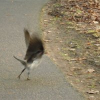 птичка угадывается по полёту, а не по помёту :-)) :: sv.kaschuk 