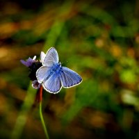 опять про бабочек...121 :: Александр Прокудин