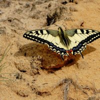 опять про бабочек...124 :: Александр Прокудин