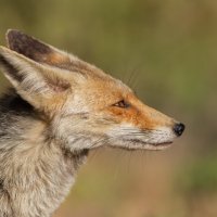 *** :: Евгений Фруман