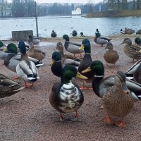 Утки :: Сапсан 